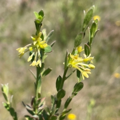 Pimelea curviflora (Curved Rice-flower) at Nurenmerenmong, NSW - 11 Jan 2024 by JaneR