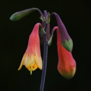 Blandfordia grandiflora at Wallum - suppressed