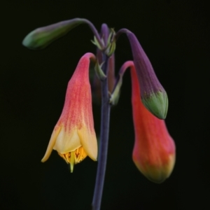 Blandfordia grandiflora at Wallum - 25 Dec 2023
