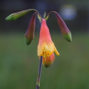 Blandfordia grandiflora at Wallum - 25 Dec 2023