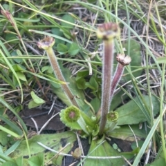 Solenogyne gunnii (Solengyne) at Nurenmerenmong, NSW - 10 Jan 2024 by JaneR