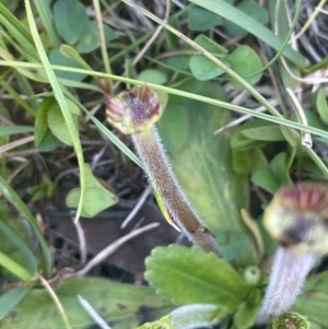 Solenogyne gunnii at The Tops at Nurenmerenmong - 11 Jan 2024