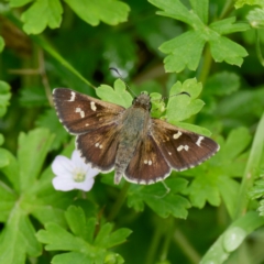 Pasma tasmanica (Two-spotted Grass-skipper) at QPRC LGA - 12 Jan 2024 by DPRees125