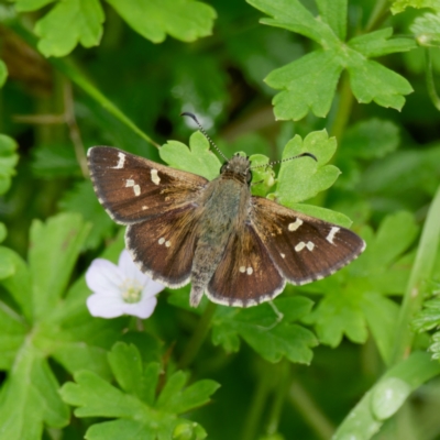 Pasma tasmanica (Two-spotted Grass-skipper) at Farringdon, NSW - 12 Jan 2024 by DPRees125