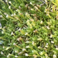 Scleranthus biflorus (Twin-flower Knawel) at The Tops at Nurenmerenmong - 11 Jan 2024 by JaneR