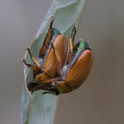 Anoplognathus brunnipennis (Green-tailed Christmas beetle) at Mount Ainslie - 13 Jan 2024 by Pirom