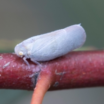 Anzora unicolor (Grey Planthopper) at Fyshwick, ACT - 9 Jan 2024 by AlisonMilton