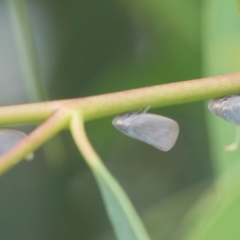 Anzora unicolor at Fyshwick, ACT - 9 Jan 2024