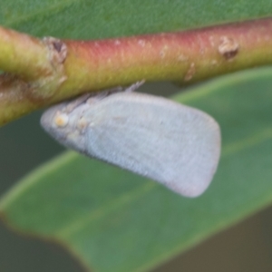 Anzora unicolor at Fyshwick, ACT - 9 Jan 2024