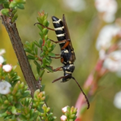 Hesthesis montana (A wasp mimic longhorn beetle) at Tallaganda State Forest - 12 Jan 2024 by DPRees125