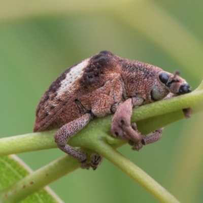 Gonipterus pulverulentus (Eucalyptus weevil) at Fyshwick, ACT - 9 Jan 2024 by AlisonMilton