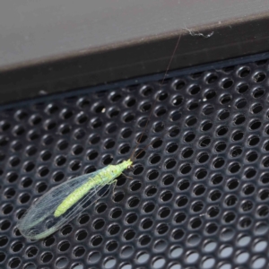 Plesiochrysa ramburi at Turner, ACT - 12 Jan 2024