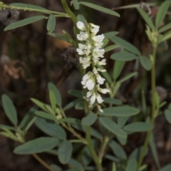 Melilotus albus (Bokhara Clover) at Fyshwick, ACT - 9 Jan 2024 by AlisonMilton