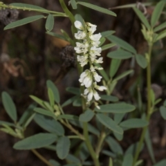 Melilotus albus (Bokhara) at Fyshwick, ACT - 8 Jan 2024 by AlisonMilton