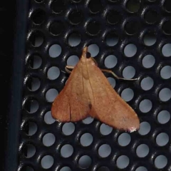 Endotricha ignealis (A Pyralid moth (Endotrichinae)) at Turner, ACT - 12 Jan 2024 by ConBoekel