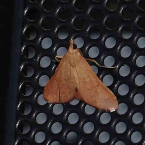 Endotricha ignealis at Turner, ACT - 12 Jan 2024 10:11 PM