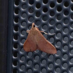 Endotricha ignealis at Turner, ACT - 12 Jan 2024 10:11 PM