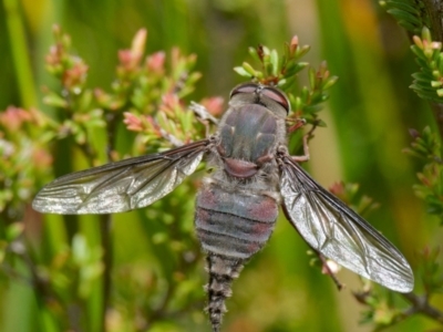 Trichophthalma sp. (genus) (Tangle-vein fly) at QPRC LGA - 12 Jan 2024 by DPRees125