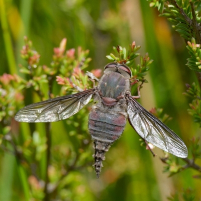 Trichophthalma sp. (genus) (Tangle-vein fly) at Rossi, NSW - 12 Jan 2024 by DPRees125