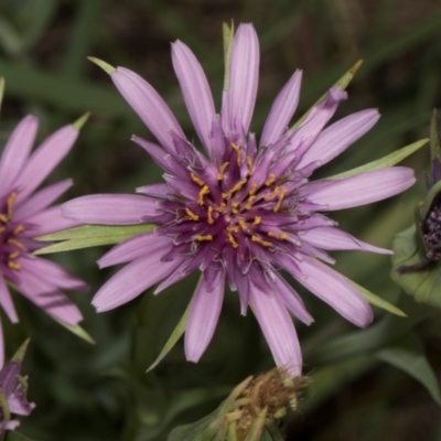 Tragopogon porrifolius subsp. porrifolius (Salsify, Oyster Plant) at Fyshwick, ACT - 9 Jan 2024 by AlisonMilton