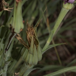 Tragopogon porrifolius subsp. porrifolius at Fyshwick, ACT - 9 Jan 2024