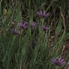 Tragopogon porrifolius subsp. porrifolius at Fyshwick, ACT - 9 Jan 2024