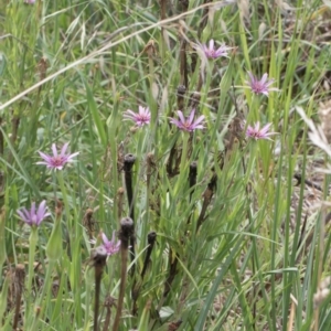 Tragopogon porrifolius subsp. porrifolius at Fyshwick, ACT - 9 Jan 2024