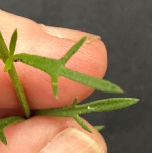 Haloragis heterophylla at Kangaroo Valley, NSW - 13 Jan 2024