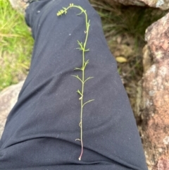 Haloragis heterophylla at Kangaroo Valley, NSW - 13 Jan 2024