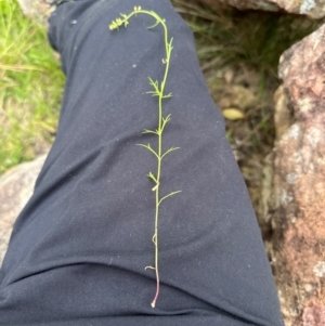 Haloragis heterophylla at Kangaroo Valley, NSW - suppressed