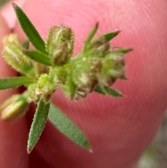 Haloragis heterophylla at Kangaroo Valley, NSW - 13 Jan 2024