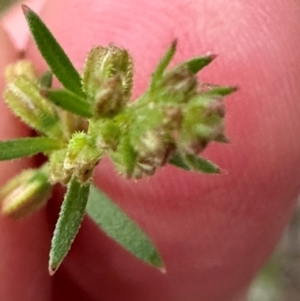 Haloragis heterophylla at Kangaroo Valley, NSW - suppressed