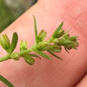 Haloragis heterophylla at Kangaroo Valley, NSW - suppressed