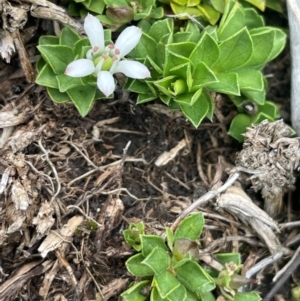 Rhytidosporum alpinum at The Tops at Nurenmerenmong - 11 Jan 2024 01:47 PM