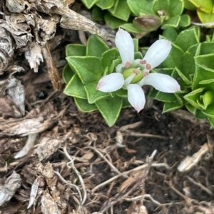 Rhytidosporum alpinum at The Tops at Nurenmerenmong - 11 Jan 2024 01:47 PM