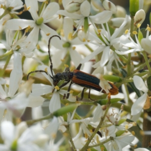 Stenoderus suturalis at QPRC LGA - 12 Jan 2024