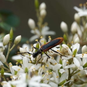 Stenoderus suturalis at QPRC LGA - 12 Jan 2024