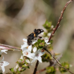 Eleale pulchra (Clerid beetle) at Farringdon, NSW - 12 Jan 2024 by DPRees125
