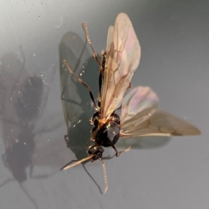 Formicidae (family) at Amaroo, ACT - 13 Jan 2024