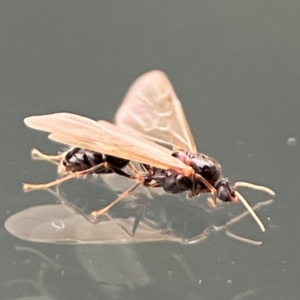 Formicidae (family) at Amaroo, ACT - 13 Jan 2024