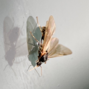 Formicidae (family) at Amaroo, ACT - 13 Jan 2024
