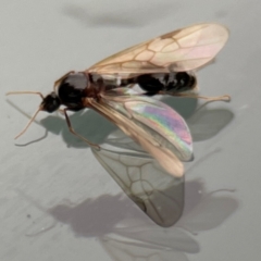 Formicidae (family) at Amaroo, ACT - 13 Jan 2024