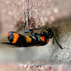 Pterygophorus cinctus (Bottlebrush sawfly) at Sullivans Creek, Lyneham North - 13 Jan 2024 by Hejor1