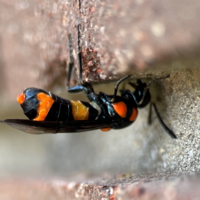 Pterygophorus cinctus (Bottlebrush sawfly) at Sullivans Creek, Lyneham North - 13 Jan 2024 by Hejor1