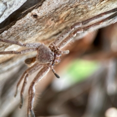 Isopeda canberrana (Canberra Huntsman Spider) at Lyneham, ACT - 13 Jan 2024 by Hejor1