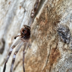 Isopeda canberrana at Sullivans Creek, Lyneham North - 13 Jan 2024