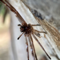 Isopeda canberrana at Sullivans Creek, Lyneham North - 13 Jan 2024