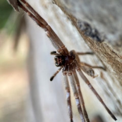 Isopeda canberrana at Sullivans Creek, Lyneham North - 13 Jan 2024