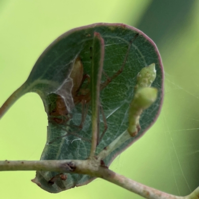 Cheiracanthium gracile (Slender sac spider) at Sullivans Creek, Lyneham North - 13 Jan 2024 by Hejor1