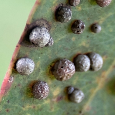 Unverified Eucalyptus Gall at Sullivans Creek, Lyneham North - 13 Jan 2024 by Hejor1